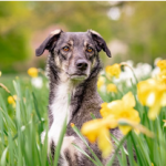 Dog Poop Pickup in Pleasant Ridge Michigan