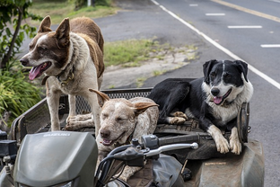 Dog Poop Pickup in Pleasant Ridge Michigan