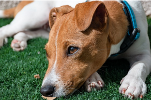 Dog Poop Pickup in Pleasant Ridge Michigan