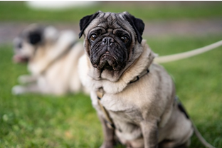 Dog Poop Pickup in Pleasant Ridge Michigan