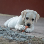 Dog Poop Pickup in Pleasant Ridge Michigan